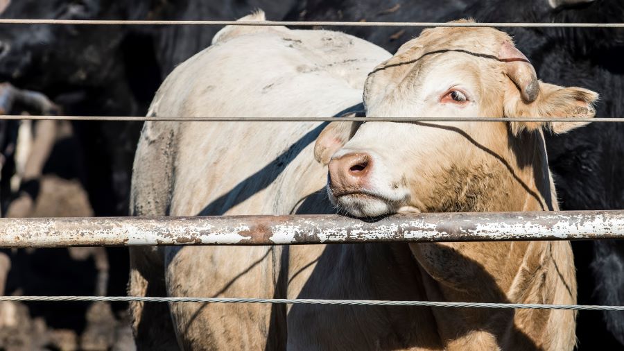 What Is a CAFO?