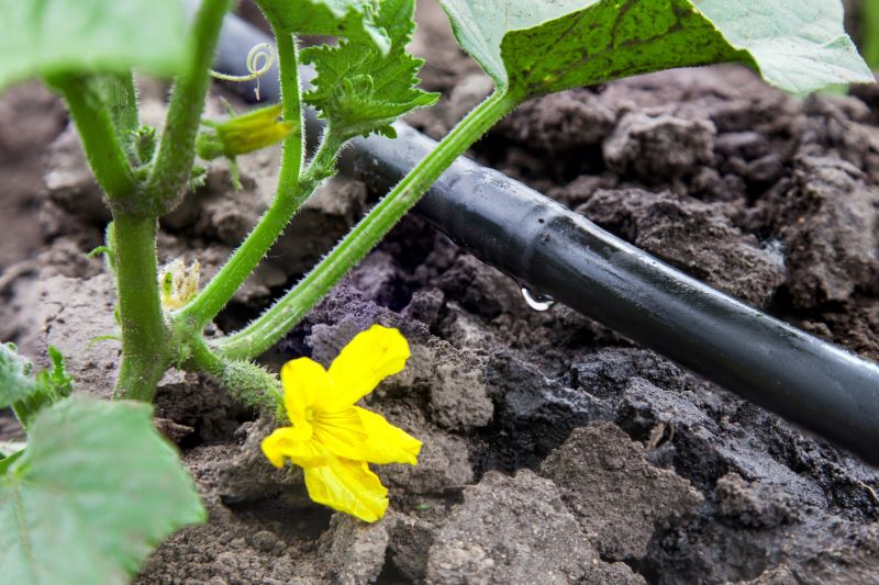 Heat- & Drought-Tolerant Veggies for Your Climate-Resilient Garden