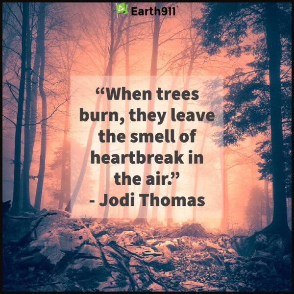 Earth911 Inspiration: When Trees Burn
