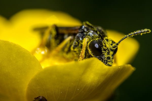 Garden Guidance: Turn Your Yard Into a Pollinator Paradise