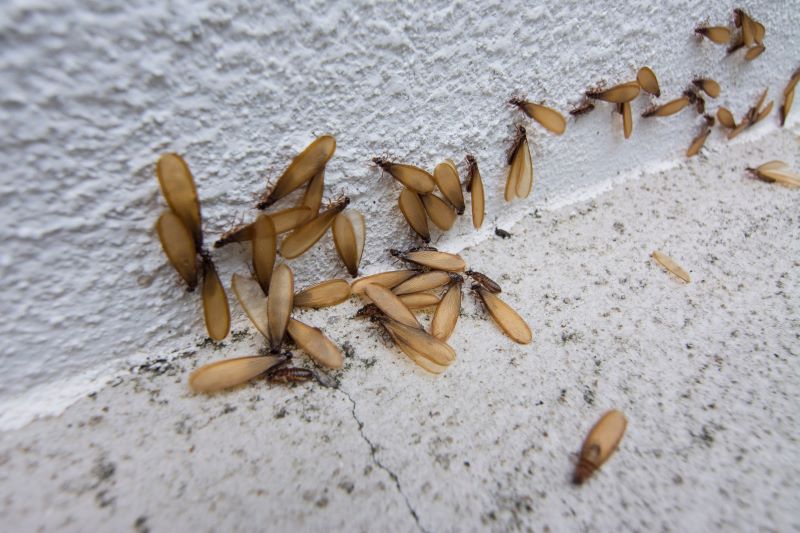 Natural Termite Prevention