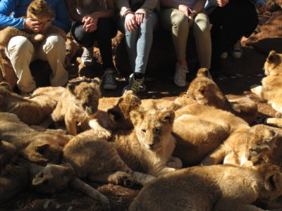 If South Africa Ends Lion Breeding, What to Do with Captive Cats?