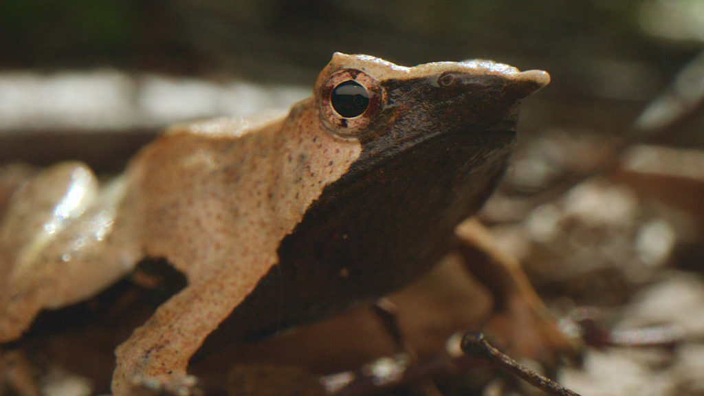 In a Chilean Forest Reserve, the Remarkable Darwin’s Frog Endures