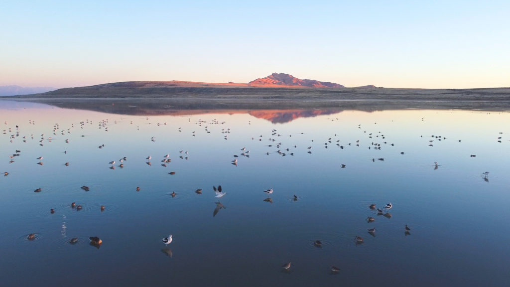 The Great Salt Lake and Its Web of Life Face an Uncertain Future