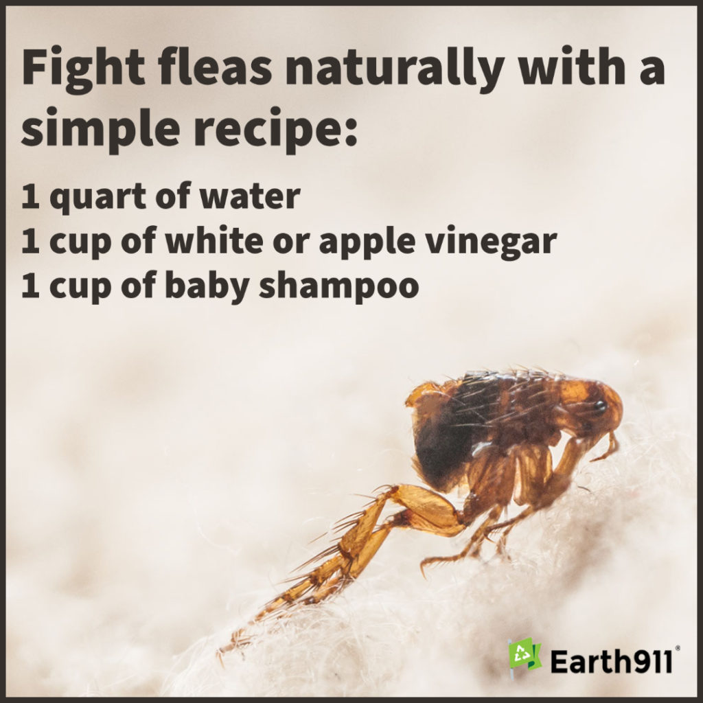 We Earthlings: Fight Fleas Naturally