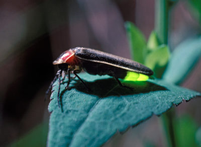 A Summer Light Show Dims: Why Are Fireflies Disappearing?