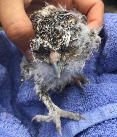Mutual Healing: Lessons Learned from an Orphaned Owl