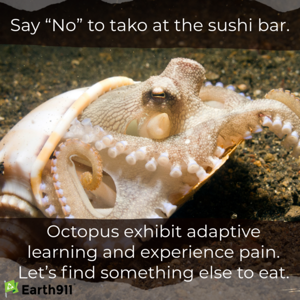We Earthlings: Do an Octopus a Favor