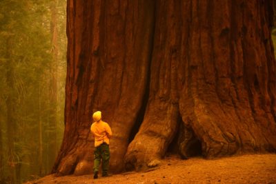 Giant Sequoias Are in Big Trouble. How Best to Save Them?