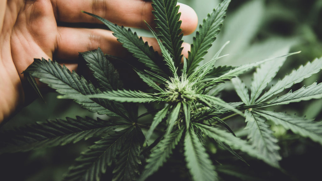 The Circular Economy of Cannabis: Turning Waste into Resources