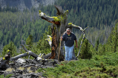 The Beleaguered Whitebark Pine Is in Trouble. Can It Be Saved?