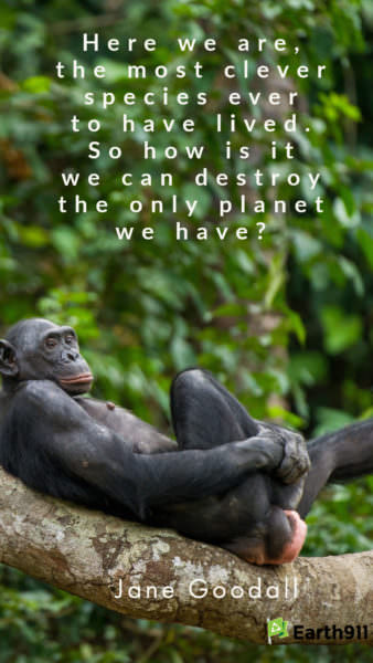 Earth911 Inspiration: Smart Monkeys Ruining Their Only Planet?
