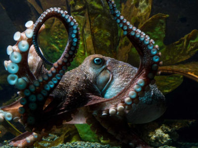 Octopuses Are Highly Intelligent. Should They Be Farmed for Food?