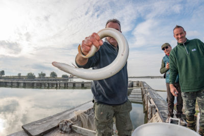 Dire Straits: Can a Fishing Ban Save the Elusive European Eel?