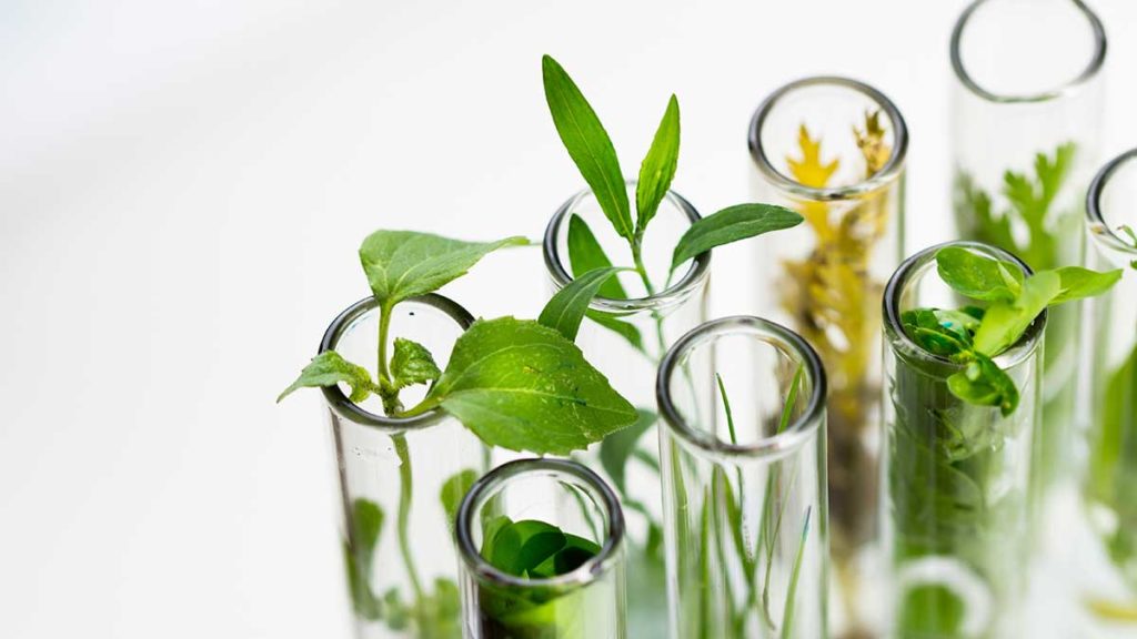 Guest Opinion: The Role of Plant-Based Medicine in Sustainable Healthcare