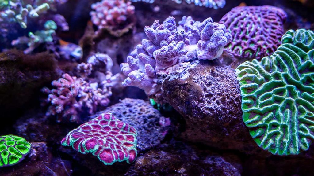 Coral Under Siege: Action You Can Take As Reefs Bleach